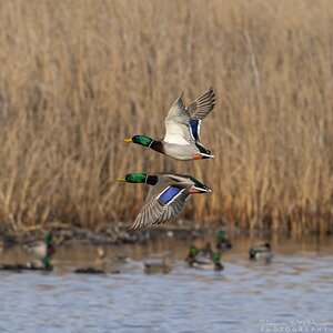 MallardMirror-6518.jpg