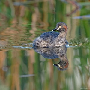 Australasian Grebe (1).jpg