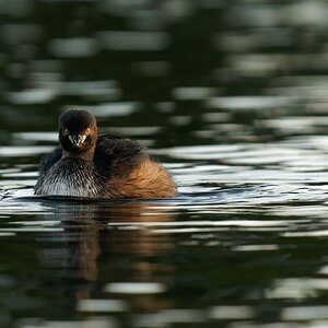 Australasian Grebe (10).jpg