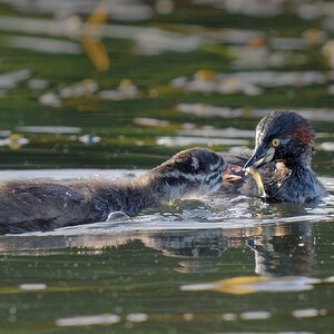 Australasian Grebe and chick (6).jpg