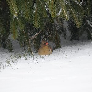 Female Cardinal fuzzy.JPG