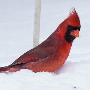 Male cardinal cropped.JPG