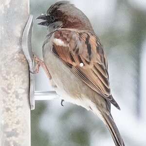 Sparrow Cropped.JPG