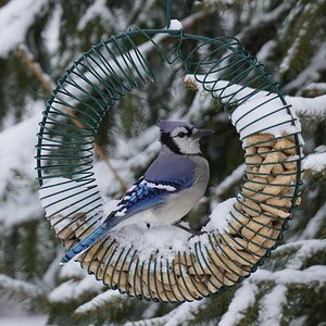 Blue Jay cropped.JPG