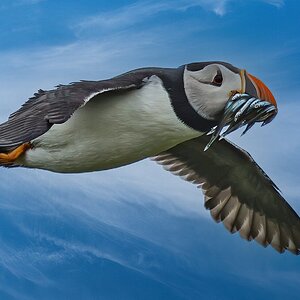 Isle Of May Puffin + SR.jpg