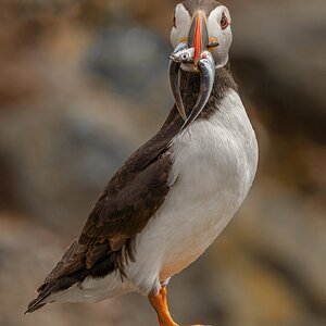 Posing Puffin TL.jpg