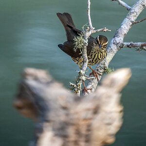 Northern Waterthrush