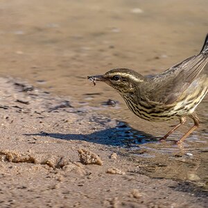 Northern waterthrush