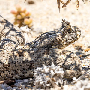 Bitis cornuta_Lüderitz2020-8.jpg