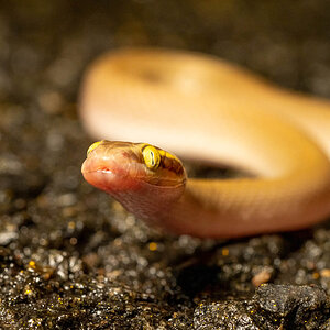 Brown House Snake (Aus)-4.jpg