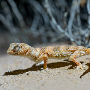 Ground Gecko2020.jpg