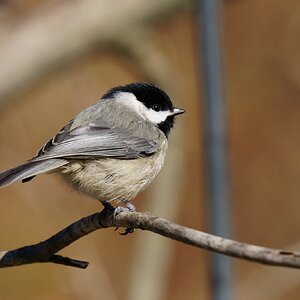 Carolina Chickadee