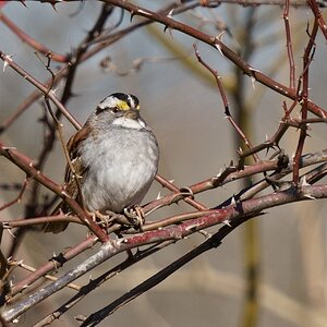 White-throated sparrow