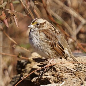 Juvenile White-throated sparrow