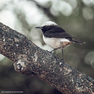 Arabian Wheatear
