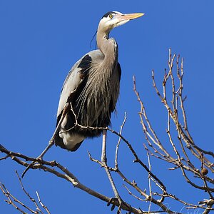 Grey Heron