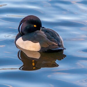 Tufted Duck1.jpg