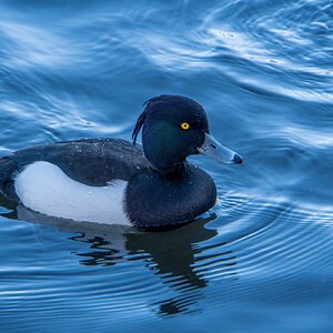 Male Tufted Duck2.jpg