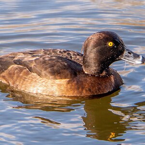 Female Tufted Duck .jpg