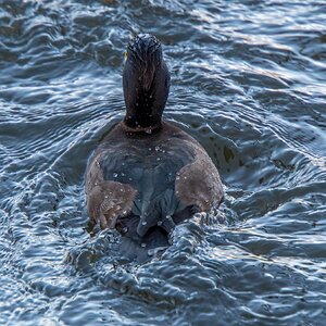 Female Tufted Emerging .jpg