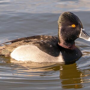 Ring Neck Duck 8:2:21.jpg