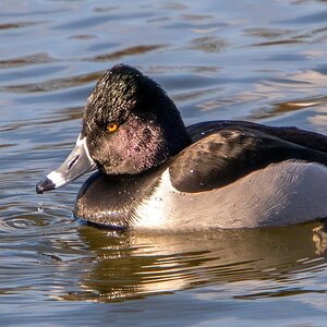 Ring Neck Duck2.jpg