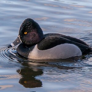 Ring Neck Duck3.jpg