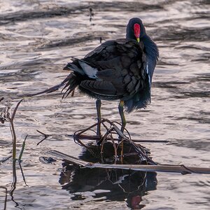 Moorhen1.jpg