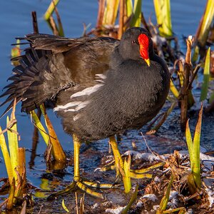 Moorhen2.jpg