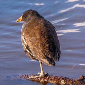 Young Moorhen1.jpg