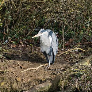GreyHeron