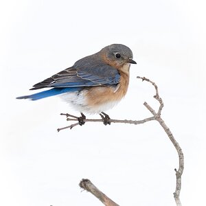 eastern bluebird