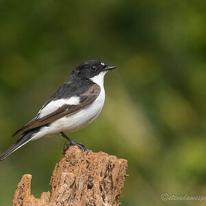 DSC02616-Edit-2.jpg