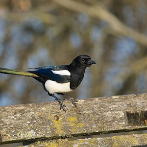 Magpie