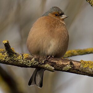 Male Chaffinch