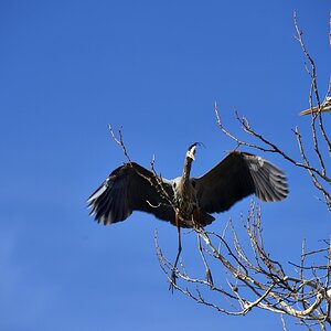COming in to land