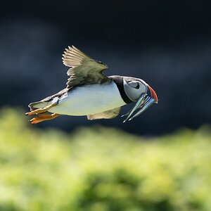 Puffin on Skomer Island