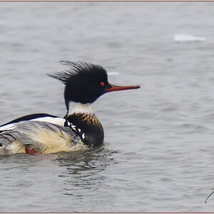 DSC05815 Red-breasted Merganser Drake  M Feb 15 2021..jpg