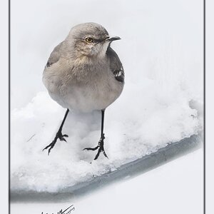 DSC05516 Mocking bird hi key snow Feb 8.jpg