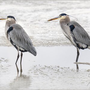 Blue herons Feb 15  M.jpg