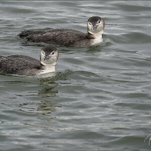 Loon Pair  Feb 12  M.jpg