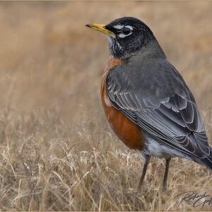 DSC05841 Robin at Manahawkin Feb 15 M.jpg.