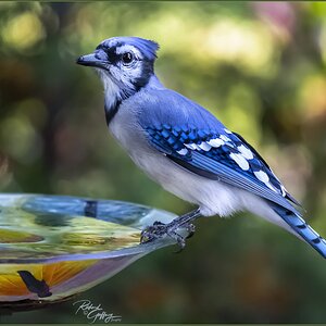 0017Blue jay Beachwood Sept 9  M.jpg