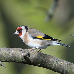 Goldfinch.jpg