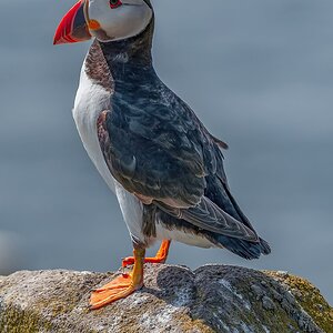Pertect Puffin2.jpg