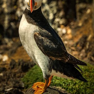 Puffin In Shadow2.jpg