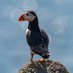 Flared Puffin2.jpg