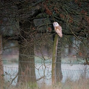 Frosty Morning Barn Owl