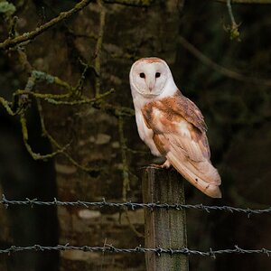Frosty Morning Barn Owl