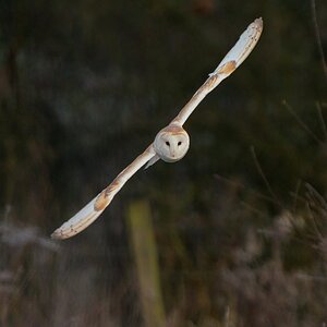 Frosty Morning Barn Owl